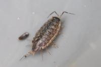 Philoscia muscorum
