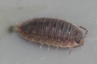 Porcellio scaber