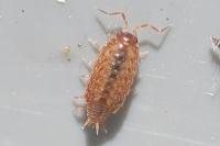 Philoscia muscorum
