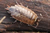 Philoscia muscorum