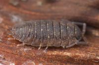 Porcellio scaber