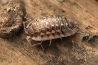 Oniscus asellus