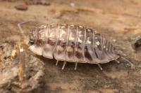 Oniscus asellus