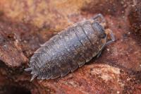 Porcellio scaber