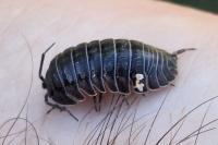 Armadillidium nasatum