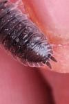 Porcellio scaber