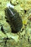 Porcellio scaber