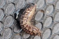 Armadillidium nasatum