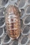 Armadillidium nasatum