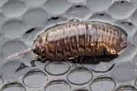 Armadillidium nasatum