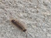 Porcellio spinicornis