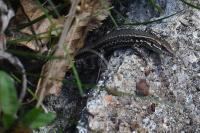 Lézard des murailles 