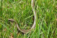 Anguis fragilis