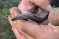 Anguis fragilis
