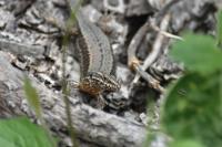 Podarcis muralis