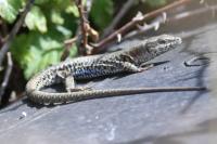 Podarcis muralis