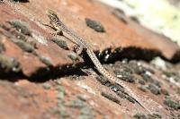 Podarcis muralis