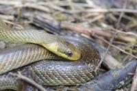 Zamenis longissimus