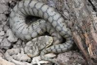 Vipera aspis