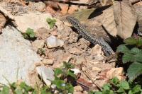 Lézard des murailles 