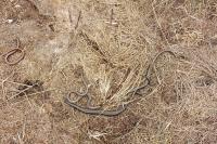 Anguis fragilis