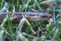 Anguis fragilis