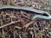 Anguis fragilis