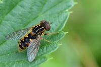 Eurimyia lineata