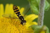 Sphaerophoria rueppellii