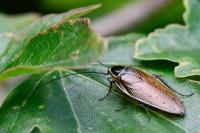 Ectobius sylvestris