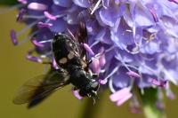 Pipiza noctiluca