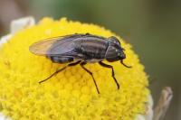 Stomorhina lunata