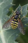 Chrysotoxum cautum