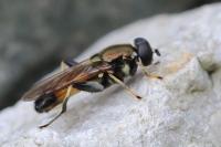 Xylota segnis