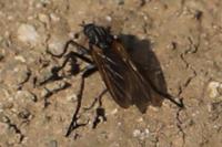 Empis tessellata