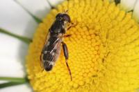 Syritta pipiens
