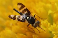 Urophora quadrifasciata