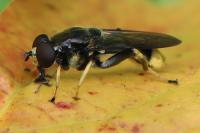 Xylota sylvarum