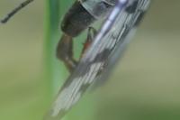 Panorpa communis