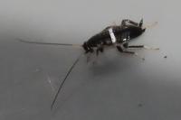 Planuncus vinzi