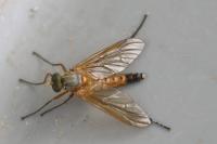 Rhagio tringarius
