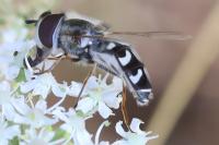 Scaeva pyrastri