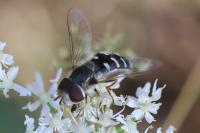 Scaeva pyrastri