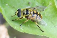 Myathropa florea