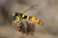 Sphaerophoria scripta