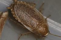 Planuncus vinzi