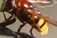 Volucella zonaria