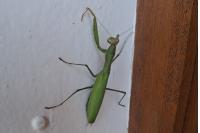 Mantis religiosa