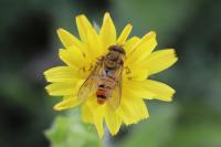 Episyrphus balteatus