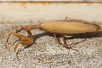 Mantis religiosa